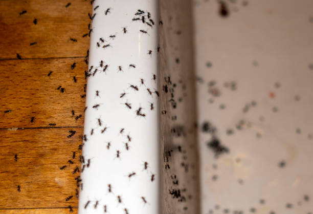 Best Pest Prevention Services  in Jonesborough, TN
