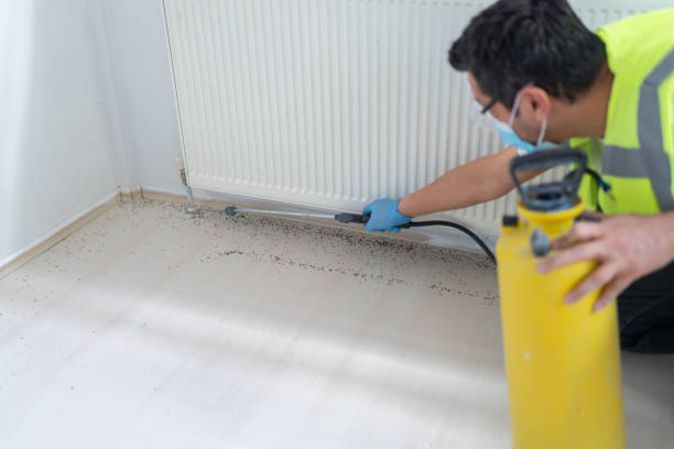 Flea Control Services in Jonesborough, TN